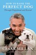 How To Raise The Perfect Dog: Through Puppyhood And Beyond