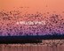 A Million Wings: A Spirited Story Of The Sporting Life Along The Mississippi Flyway