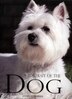 Portrait Of The Dog