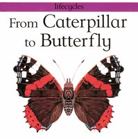 Lifecycles:  From Caterpillar to Butterfly