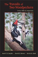 The Travails Of Two Woodpeckers: Ivory-bills And Imperials