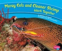Moray Eels And Cleaner Shrimp Work Together