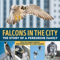 Falcons In The City: The Story Of A Peregine Family