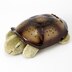 Twilight Turtle