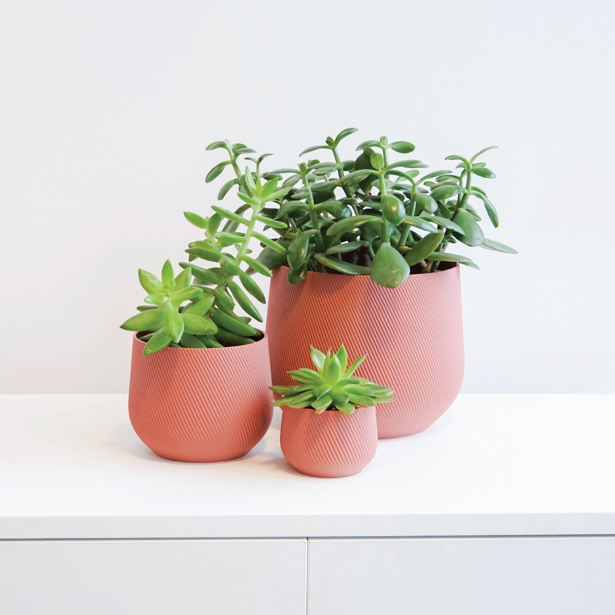 Conifer 6" Juniper Planter, No Drainage Willowbrook Shopping Centre