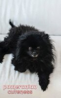 Pomeranian Cuteness Journal