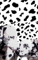 Dalmatian Drawing Writing Journal
