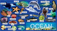 Ocean Plants and Animals Mini Bulletin Board Set