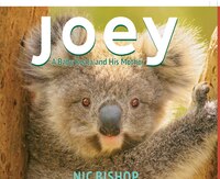 Joey: A Baby Koala And His Mother