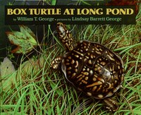 Box Turtle At Long Pond