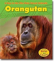 Orangutan