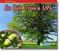 An Oak Tree's Life