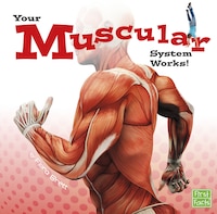 Your Muscular System Works!