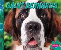 Saint Bernards