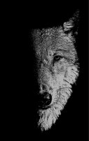 In The Company Of Wolves: Werewolves, Wolves And Wild Children
