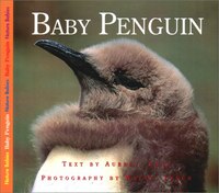Nbs Baby Penguin