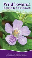 Wildflowers Of The South & Southeast: Your Way To Easily Identify Wildflowers