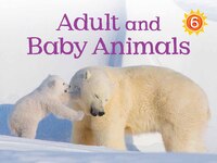 Adult And Baby Animals: English Edition