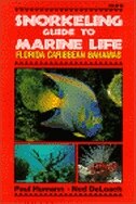 Snorkeling Guide To Marine Life: Florida, Caribbean, Bahamas
