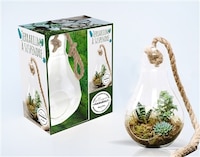 Ampoule terrarium