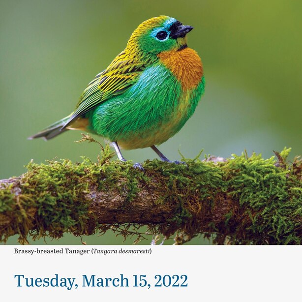 Audubon Bird Calendar 2022 Audubon Birds 2022 Page-A-Day Calendar By Workman Calendars | Gifts |  Www.chapters.indigo.ca