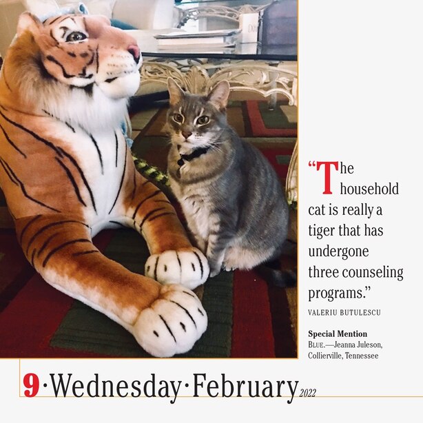 365 Cats Page A Day Calendar 2023 365 Cats Page-A-Day 2022 Desk Calendar By Workman Calendars | Gifts |  Www.chapters.indigo.ca