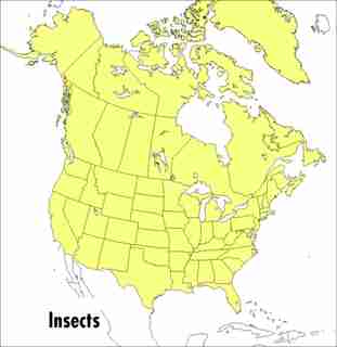 A Peterson Field Guide To Insects: America North of Mexico by Donald J. Borror