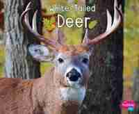 White-Tailed Deer de G.G. Lake
