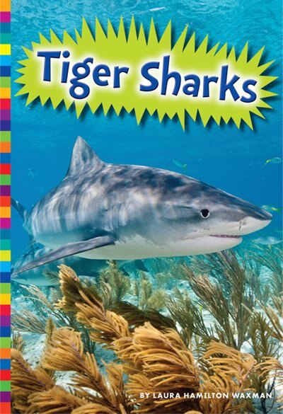 Tiger Sharks by Allan Morey