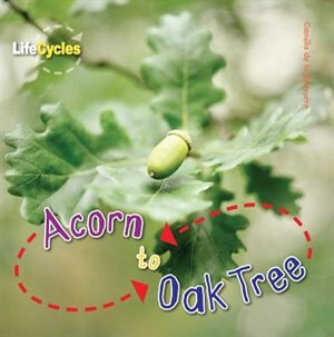 Acorn To Oak Tree by Camilla De La Bedoyere