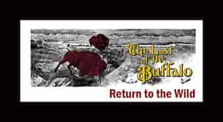 The Last of the Buffalo Return to the Wild by Harvey Locke