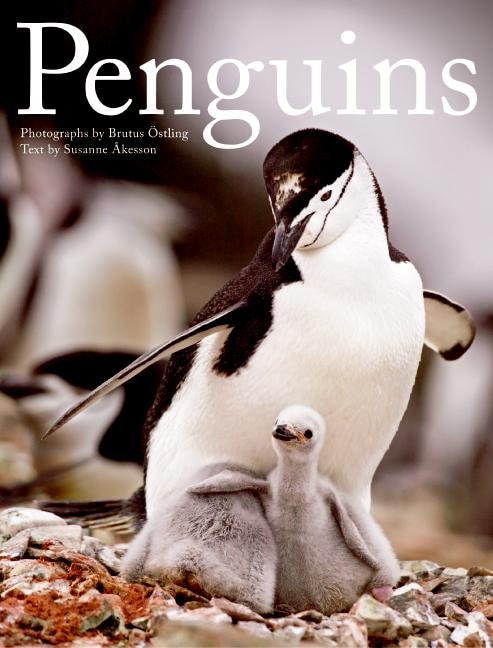 Penguins by Brutus Ostling, Hardcover | Indigo Chapters