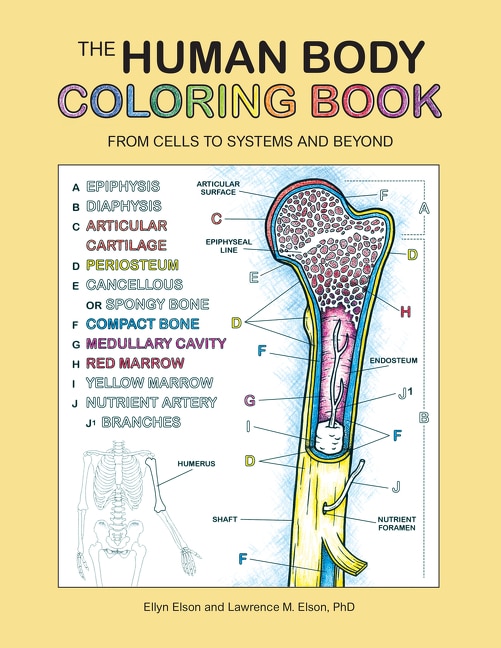 The Human Body Coloring Book by Coloring Concepts Inc., Paperback | Indigo Chapters