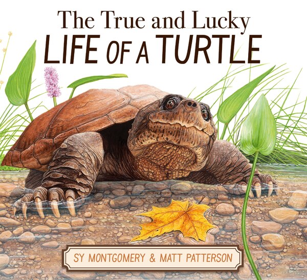 The True and Lucky Life of a Turtle by Sy Montgomery, Hardcover | Indigo Chapters