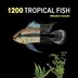 1200 Tropical Fish by Mitsuhiro Iwasaki, Paperback | Indigo Chapters