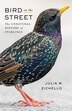 Bird on the Street by Julia Zichello, Hardcover | Indigo Chapters
