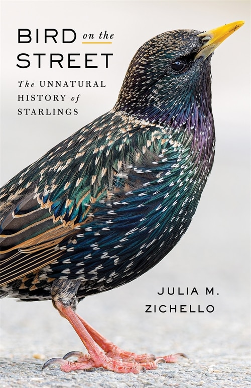 Bird on the Street by Julia Zichello, Hardcover | Indigo Chapters