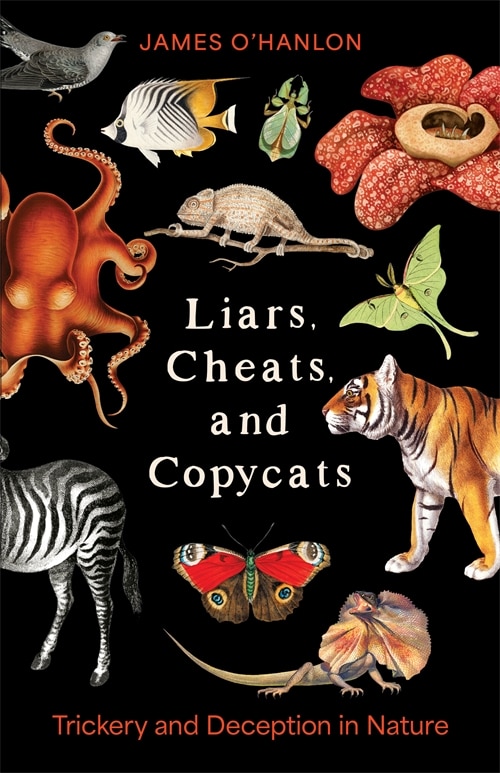 Liars Cheats and Copycats by James O'Hanlon, Hardcover | Indigo Chapters