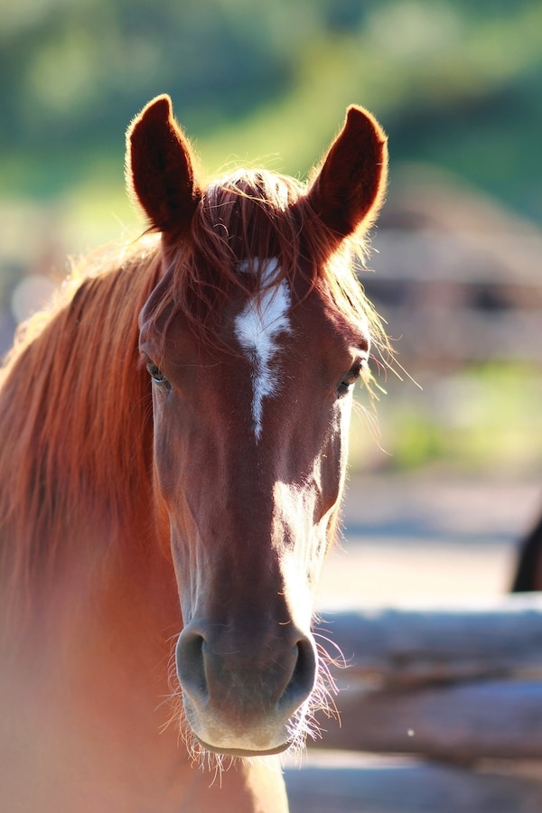 Kid's Equine Photography Book by Jordan Wunderlich, Paperback | Indigo Chapters