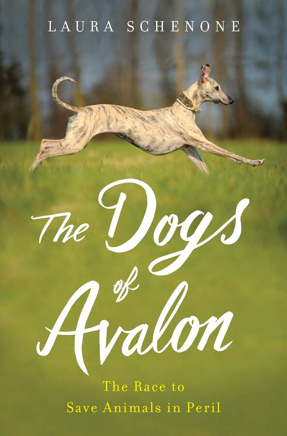 The Dogs Of Avalon by Laura Schenone, Hardcover | Indigo Chapters