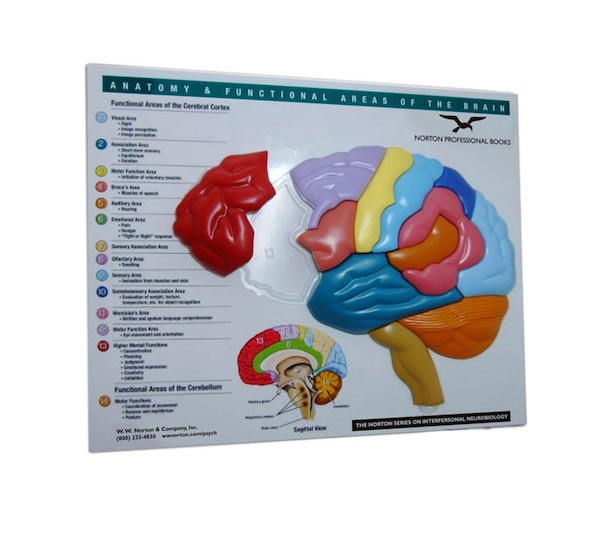 Anatomy And Functional Areas Of The Brain by Norton Professional Books, Paperback | Indigo Chapters