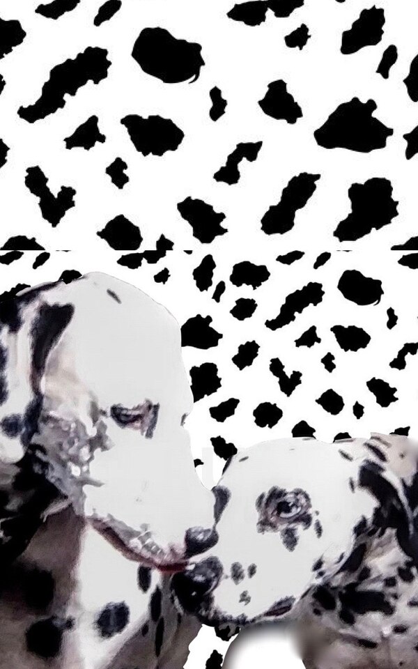 dalmatian drawing writing journal by Michael Huhn, Paperback | Indigo Chapters