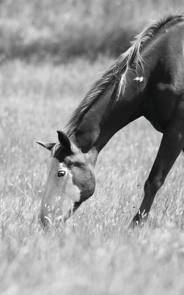 Petite Equine Journal by Jordan Wunderlich, Paperback | Indigo Chapters