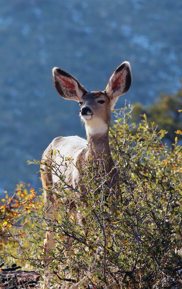 Kids Deer Journal by Jordan Wunderlich, Hardcover | Indigo Chapters