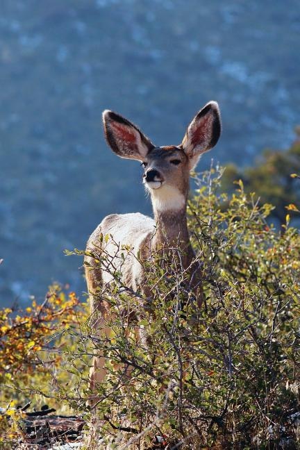 Kids Deer Journal by Jordan Wunderlich, Paperback | Indigo Chapters