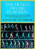 The Human Figure In Motion by Eadweard Muybridge, Hardcover | Indigo Chapters