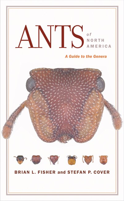 Ants Of North America by Brian L. Fisher, Paperback | Indigo Chapters