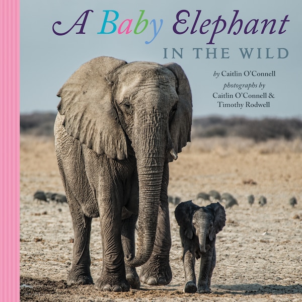 A Baby Elephant in the Wild by Caitlin O'connell, Hardcover | Indigo Chapters