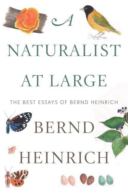 A Naturalist At Large by Bernd Heinrich, Hardcover | Indigo Chapters