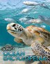 The Kingfisher Ocean Encyclopedia, Paperback | Indigo Chapters